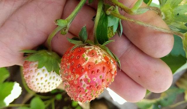草莓很小长不大,畸形果还多,这是怎么回事?还能挽救吗?
