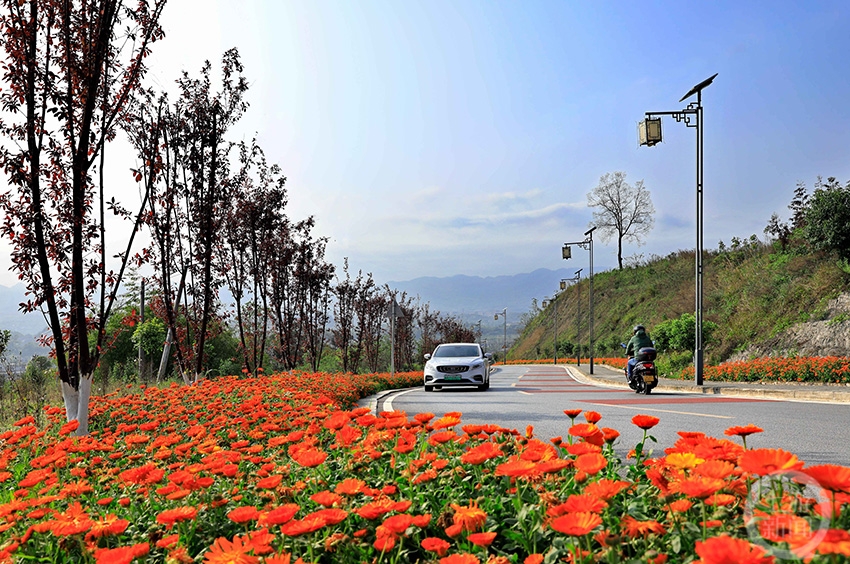 沙坪坝区回龙坝镇:一路繁花一路景