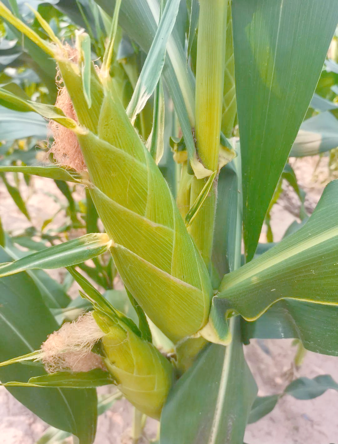 水果玉米:刘清家的乡村振兴之路