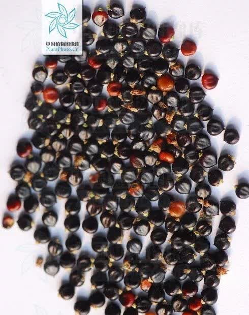 中药材:水红花子