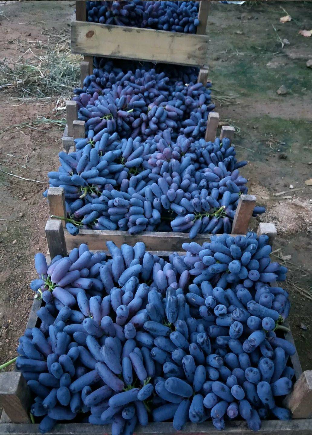 蓝宝石葡萄果实图片