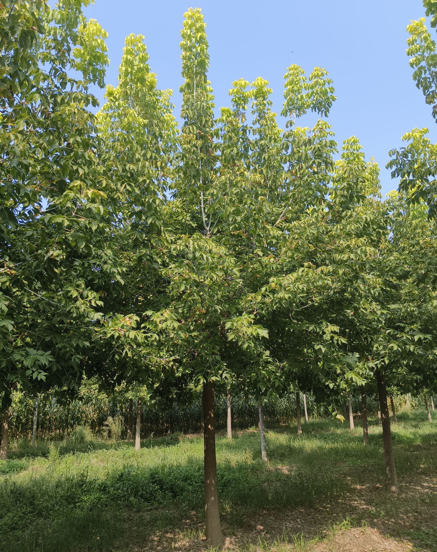 金叶复叶槭,苗圃一级工程苗,园林绿化好选择