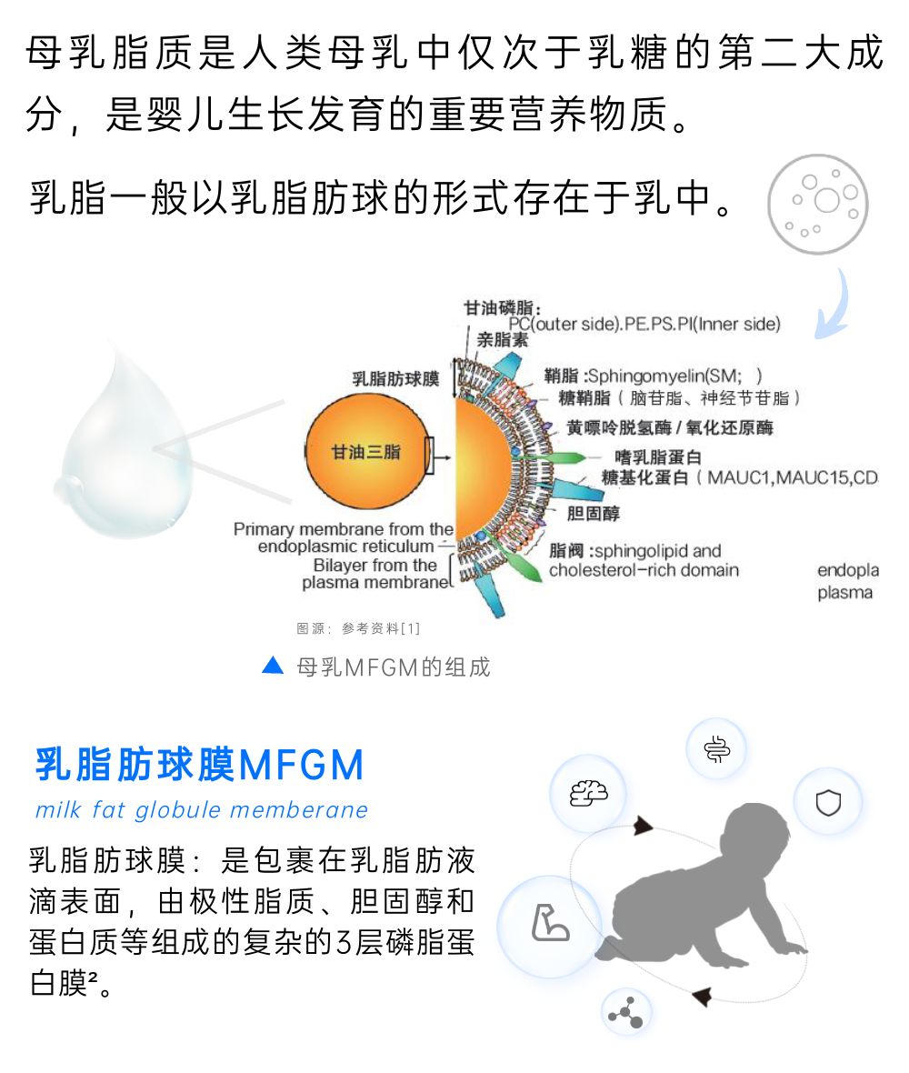 动物模型 临床队列循证:乳脂肪球膜改善婴儿健康
