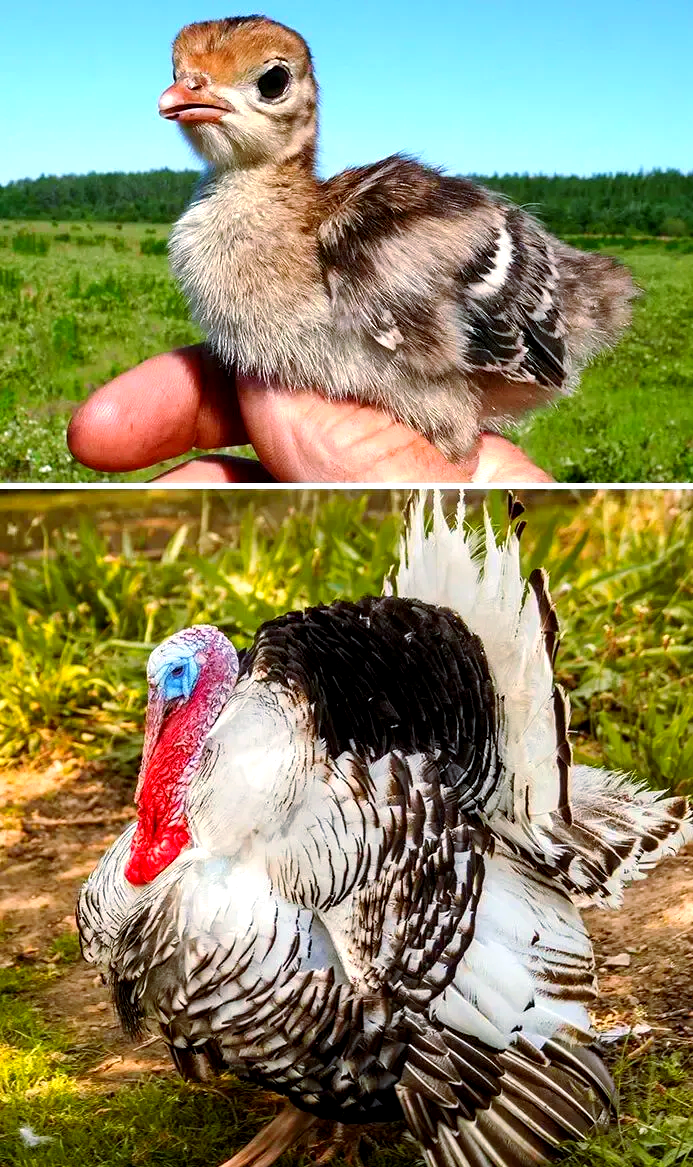 众多动物小时候与长大后的对比,展现生命的惊人变化