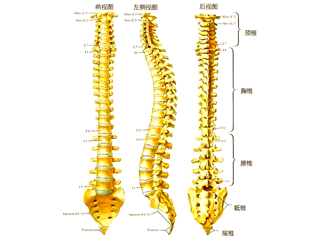 脊柱健康:了解脊柱的构造与养护之道