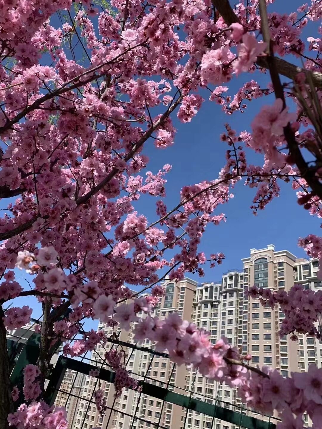 美景山东|济南洪山公园:兼具园林山景的市民后花园