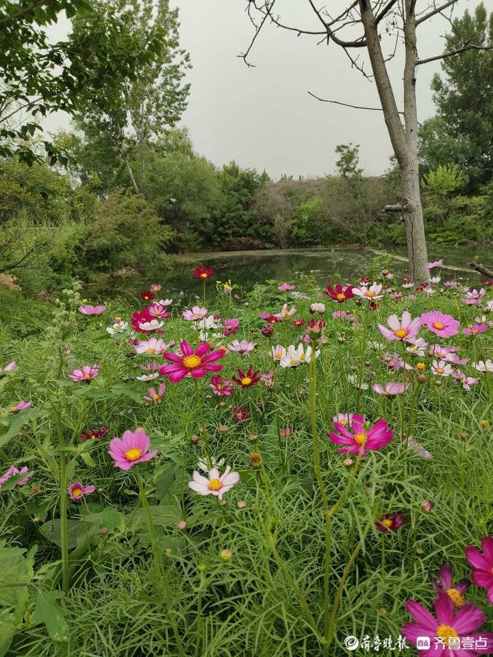 济南的新七十二名泉中的白泉