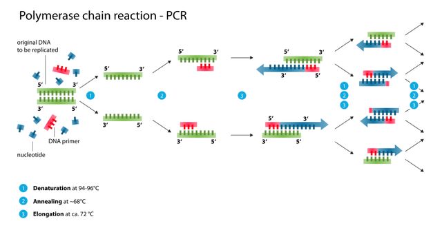 pcr复制三次过程图图片