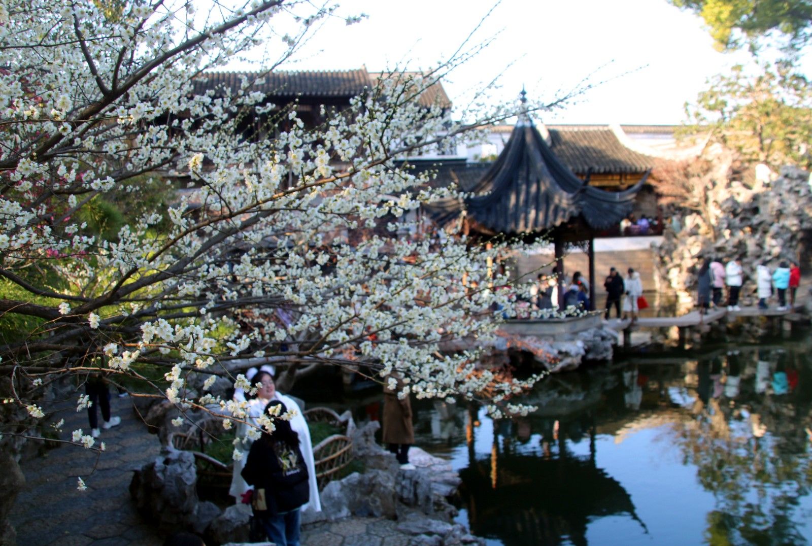 苏州梅花景点图片