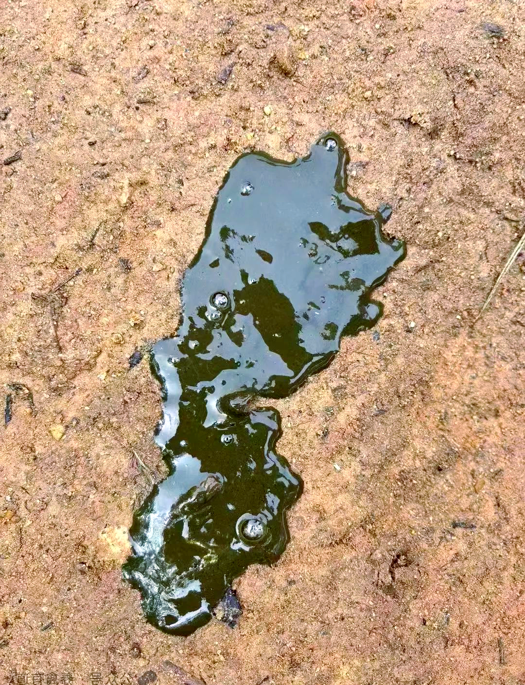 霉菌对鸡的危害及详细讲解