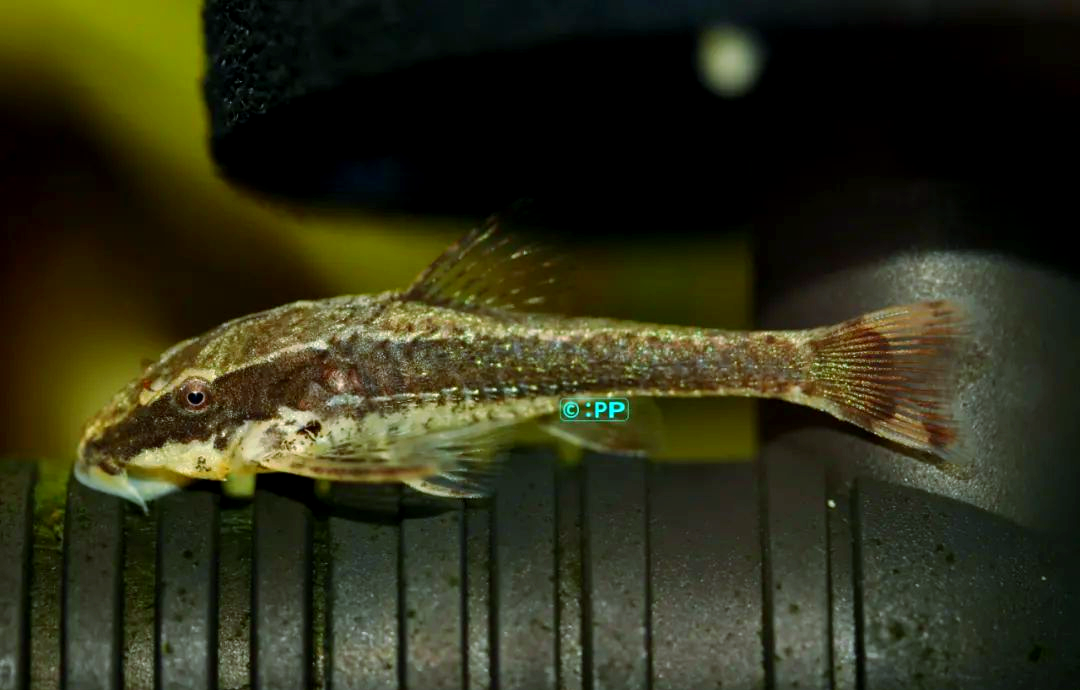 热内拟盾甲鲶:一种与木纹铁甲小精灵相似的奇特小精灵