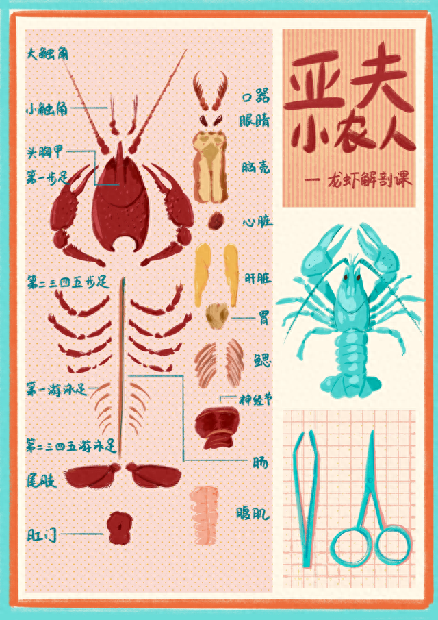 大龙虾结构图图片