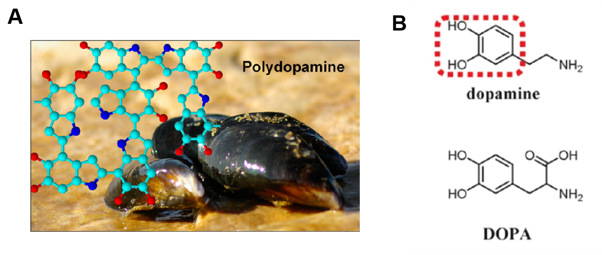 纳米载体届的常驻嘉宾黑色素丨聚多巴胺材料的合成与应用(一)