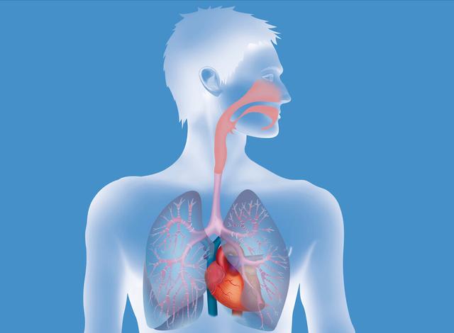 肺在哪个位置图心脏图片