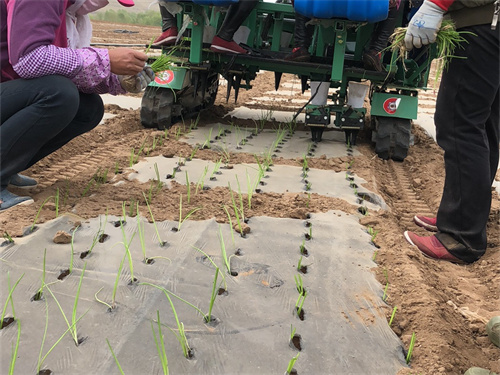 芹菜移栽机