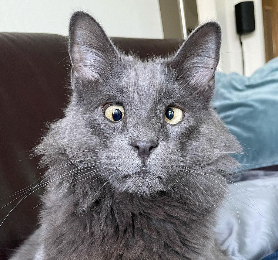 好潦草的一只对眼喵,这只喵界清流竟也能靠颜值杀出属于自己的网红路!