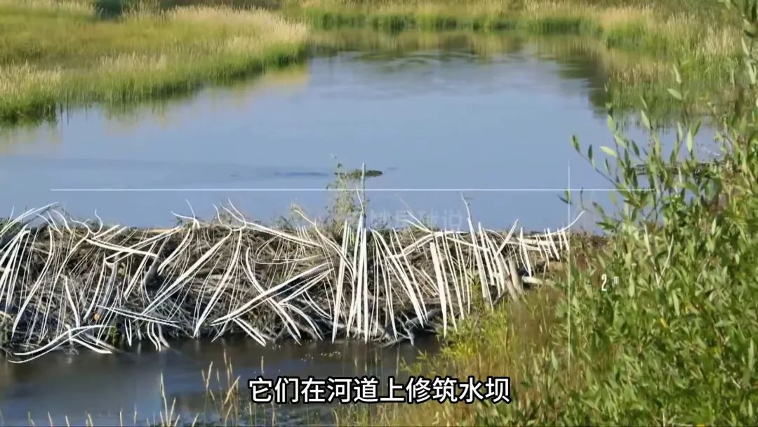 100万美元建不好的大坝,竟让8只河狸完成了,不愧"动物界建筑师"!