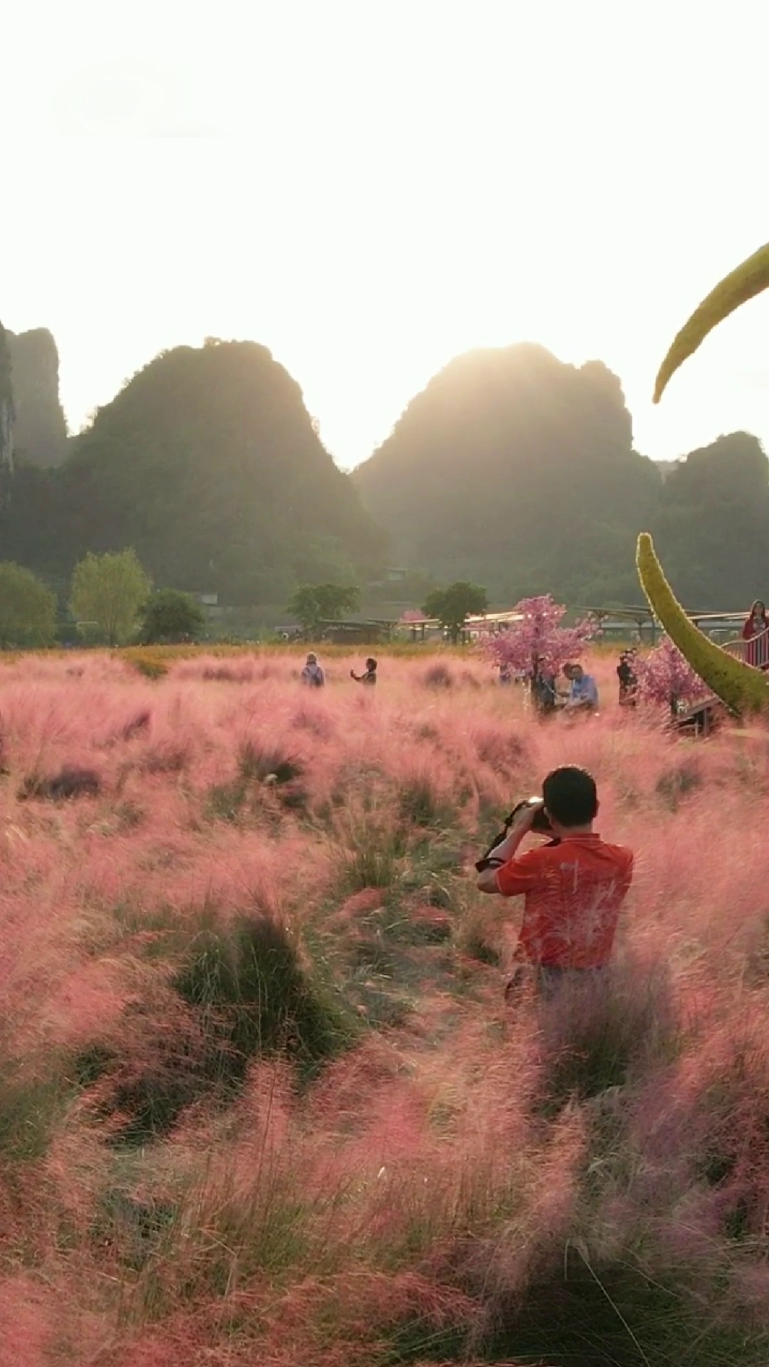 清遠旅遊,體驗挖蓮藕,火焰狼尾草花海浪漫綻放,穿梭花的海洋!