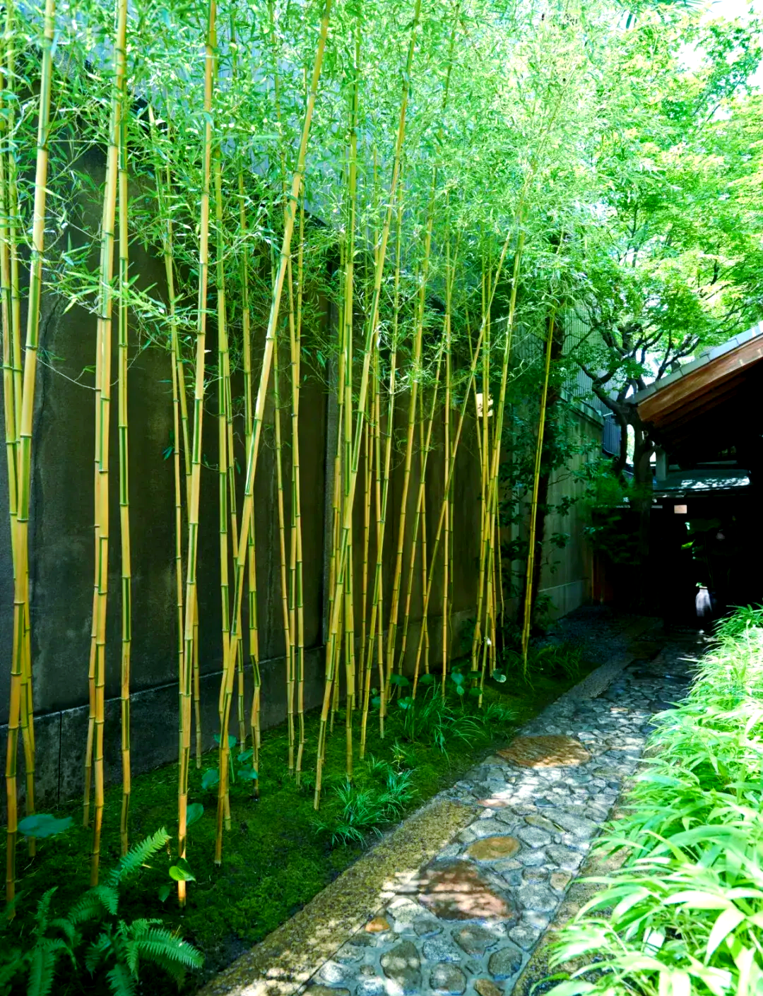 庭院中的竹子种植:从风景到灾难的考量