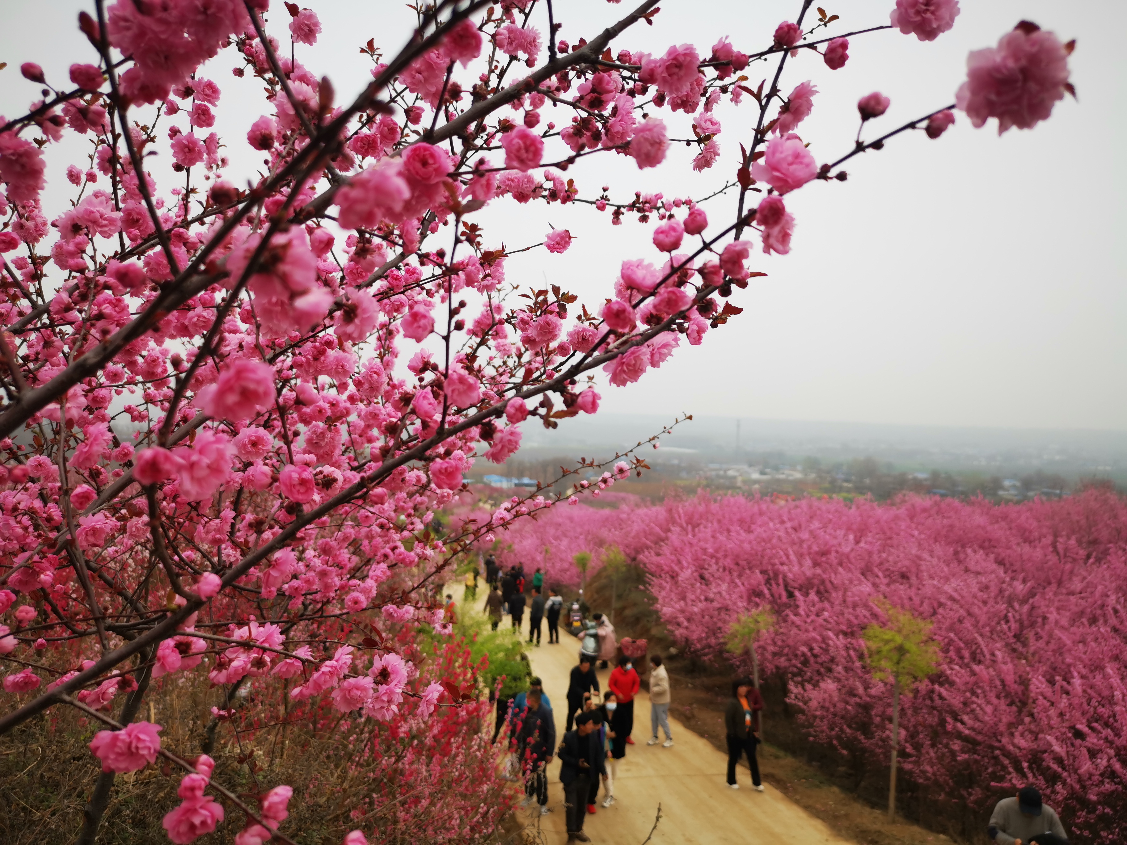禹州市方岗镇:桃花节里唱红生态戏