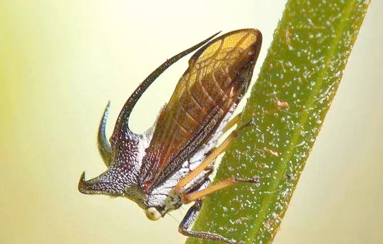 这些角蝉主要分布在南方,特别是四川省,广东省和福