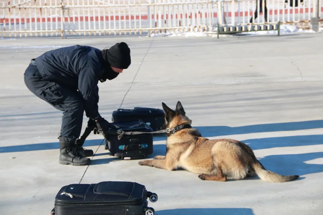 缉毒犬专业的科目考核要求参考工作犬在规定时间内和随机环境下找到