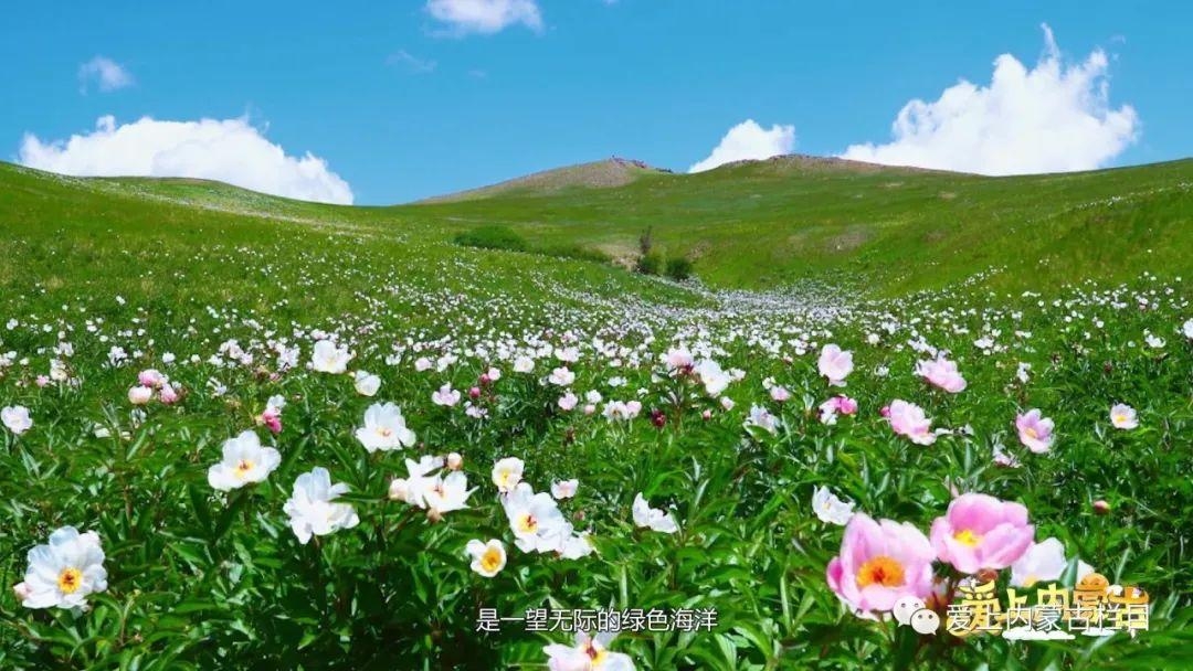 内蒙古大草原花草图片