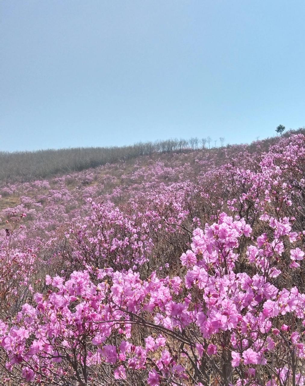 丰宁南关映山红景区图片