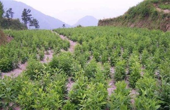 苍术是一种多年生草本植物,它是各大药房中都比较常用的中草药材,其中