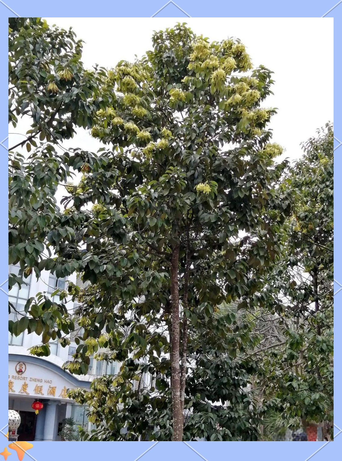 坡垒:一种珍稀的热带树种