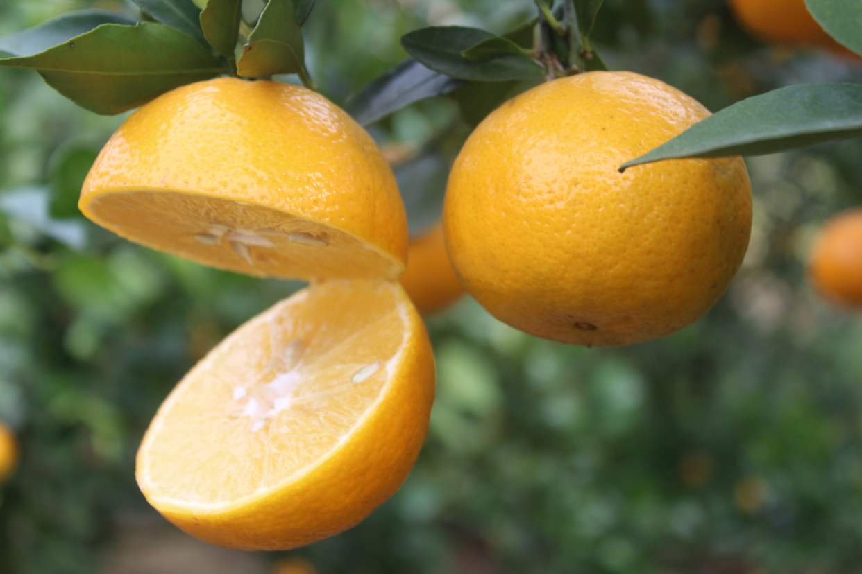 广东德庆皇帝贡柑