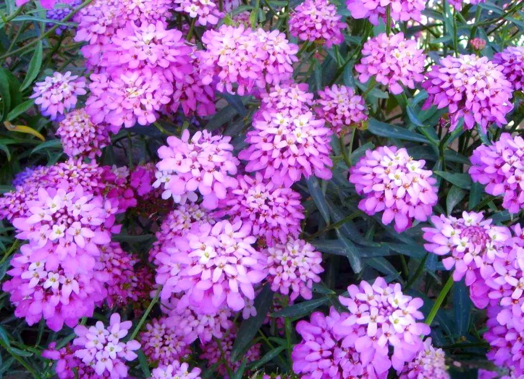 蜂室花种植全攻略:从播种到养护的实用技巧