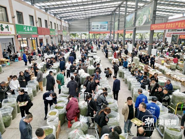 新茶热卖 丽水松阳浙南茶叶市场春茶交易突破3000吨