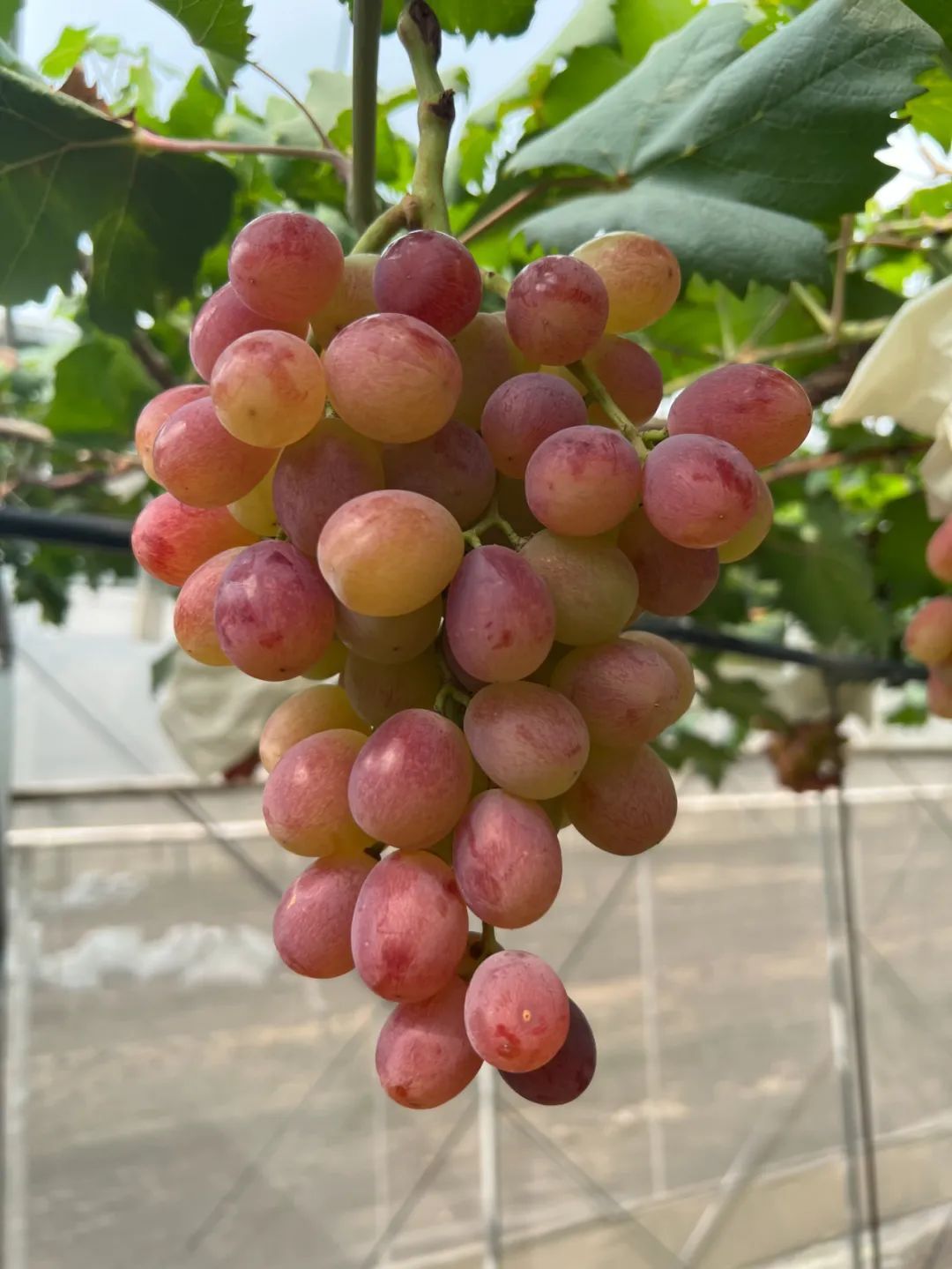晚熟马陆葡萄上市!"白罗莎""罗兰玫瑰"错过再等一年