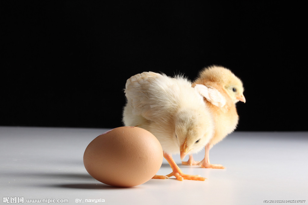 熟鸡蛋返生孵小鸡,被中科院"呵"了