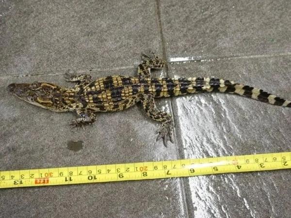 近2米长!香港村屋附近惊现"野生"鳄鱼