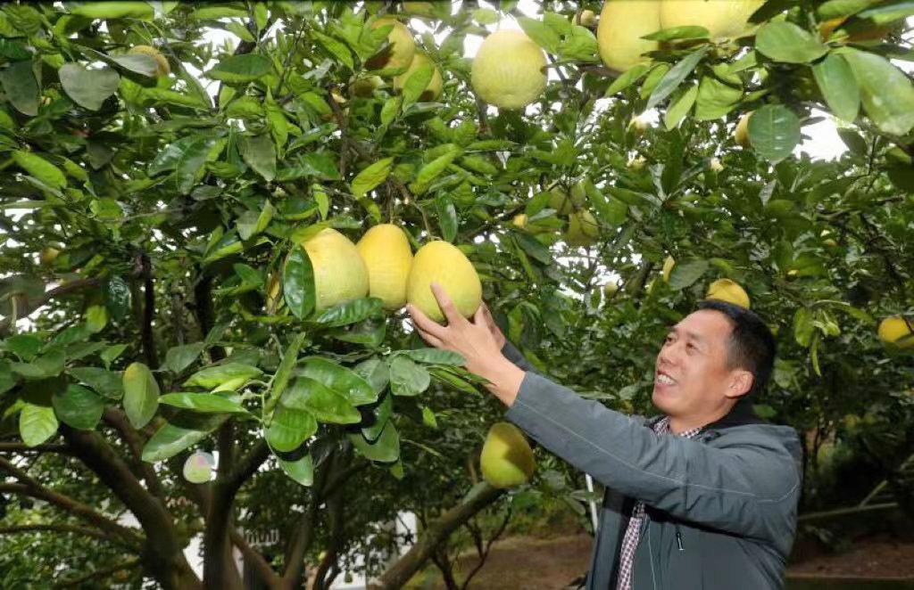 广安龙安柚国家地理标志产品保护示范区获批成立