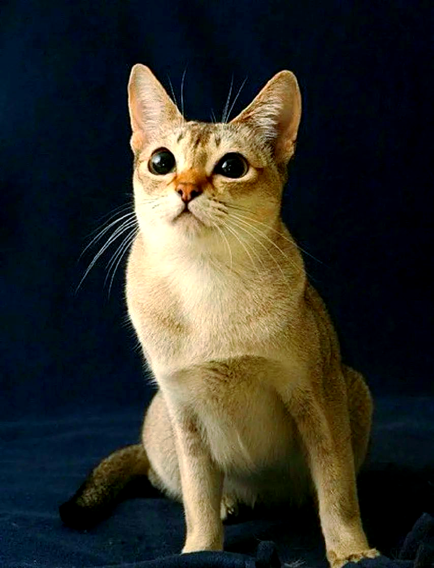 探秘新加坡猫:一种独特而受欢迎的猫咪品种