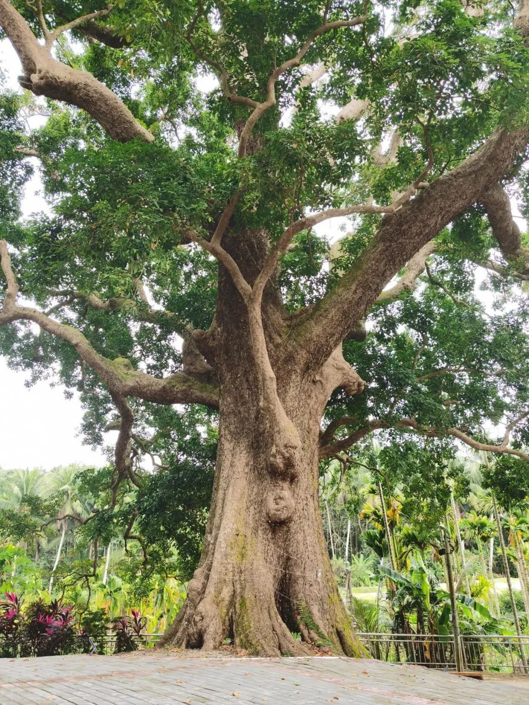 最长树龄450年文昌十大树王是它们