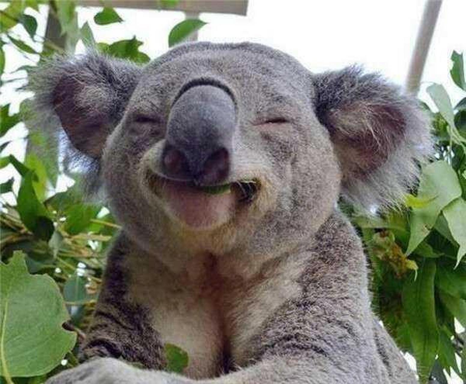 动物微笑的样子,哈哈哈太治愈了.