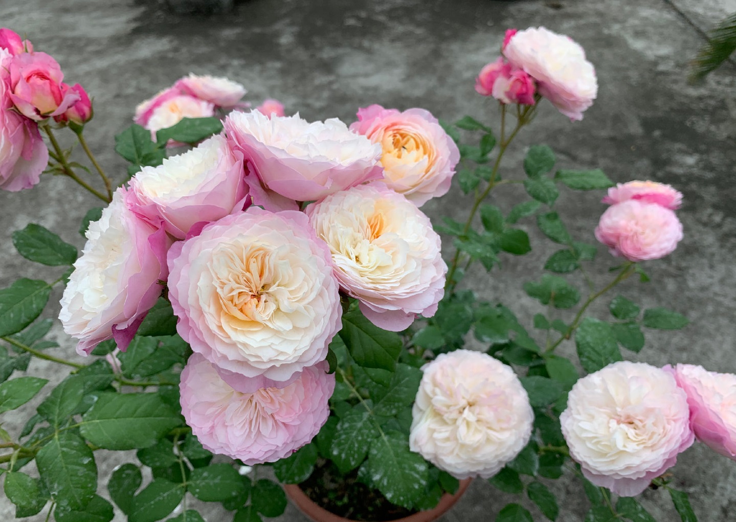 月季花界的仙女—康斯坦茨,又美又仙,芬芳馥郁,阳台也能养