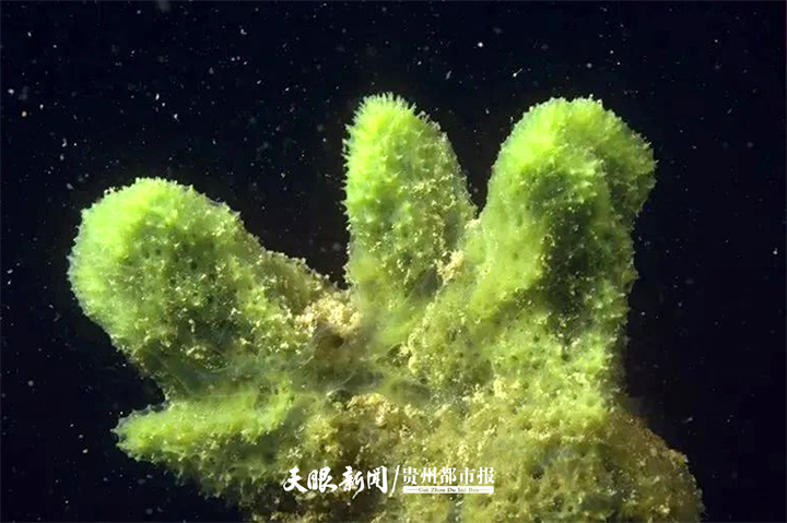 习水国家级自然保护区首次发现古老生物"淡水海绵"