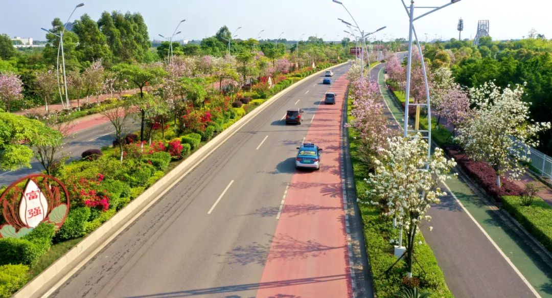 贵港城区这条道路花满枝头