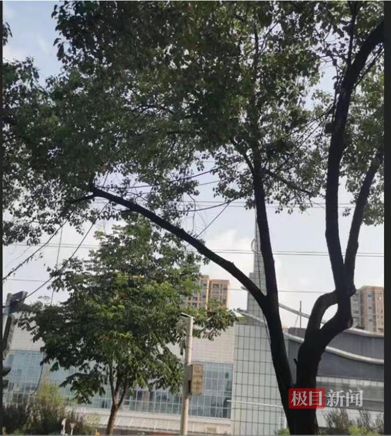 跨街结"蜘蛛网",东西湖城管路长协调4家单位联动"清网"