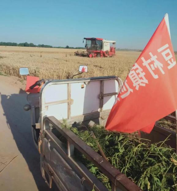 豆村镇:干部帮扶战三夏  群众同心抢农时