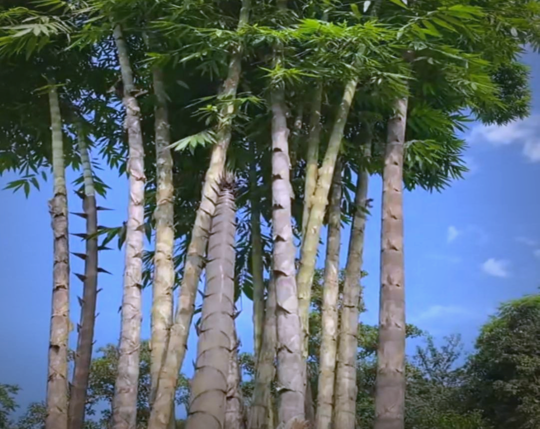 龙竹与巨龙竹:介绍两种云南特有的竹子种类
