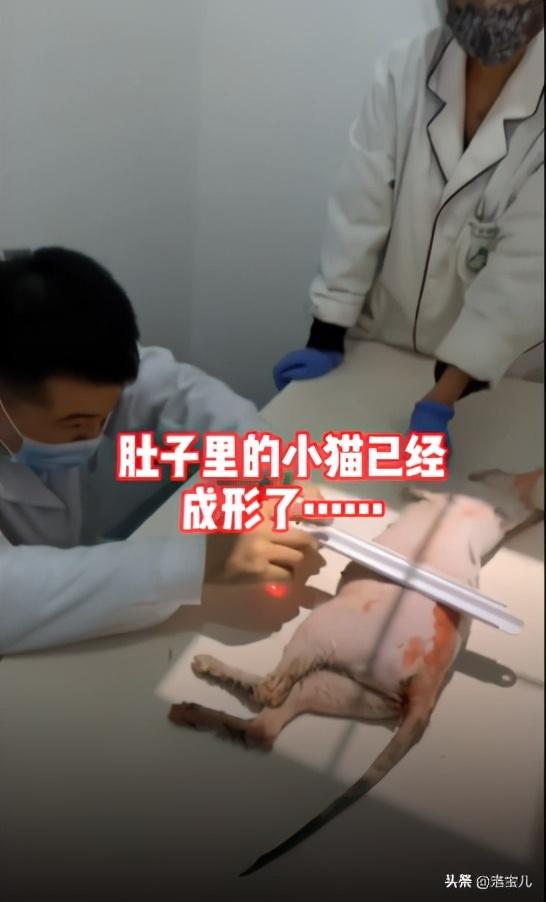 开水烫猫事情终于得到处理.网友:下辈子不做人