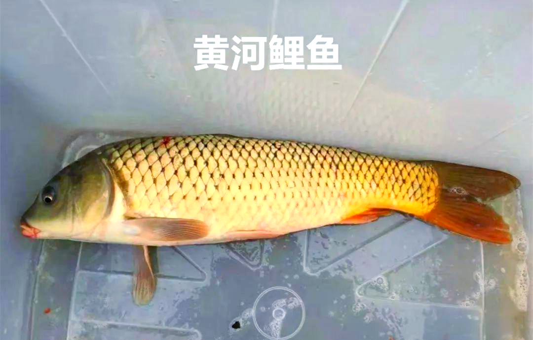 黄河大鲤鱼究竟有何特别之处?与普通鲤鱼差异解析