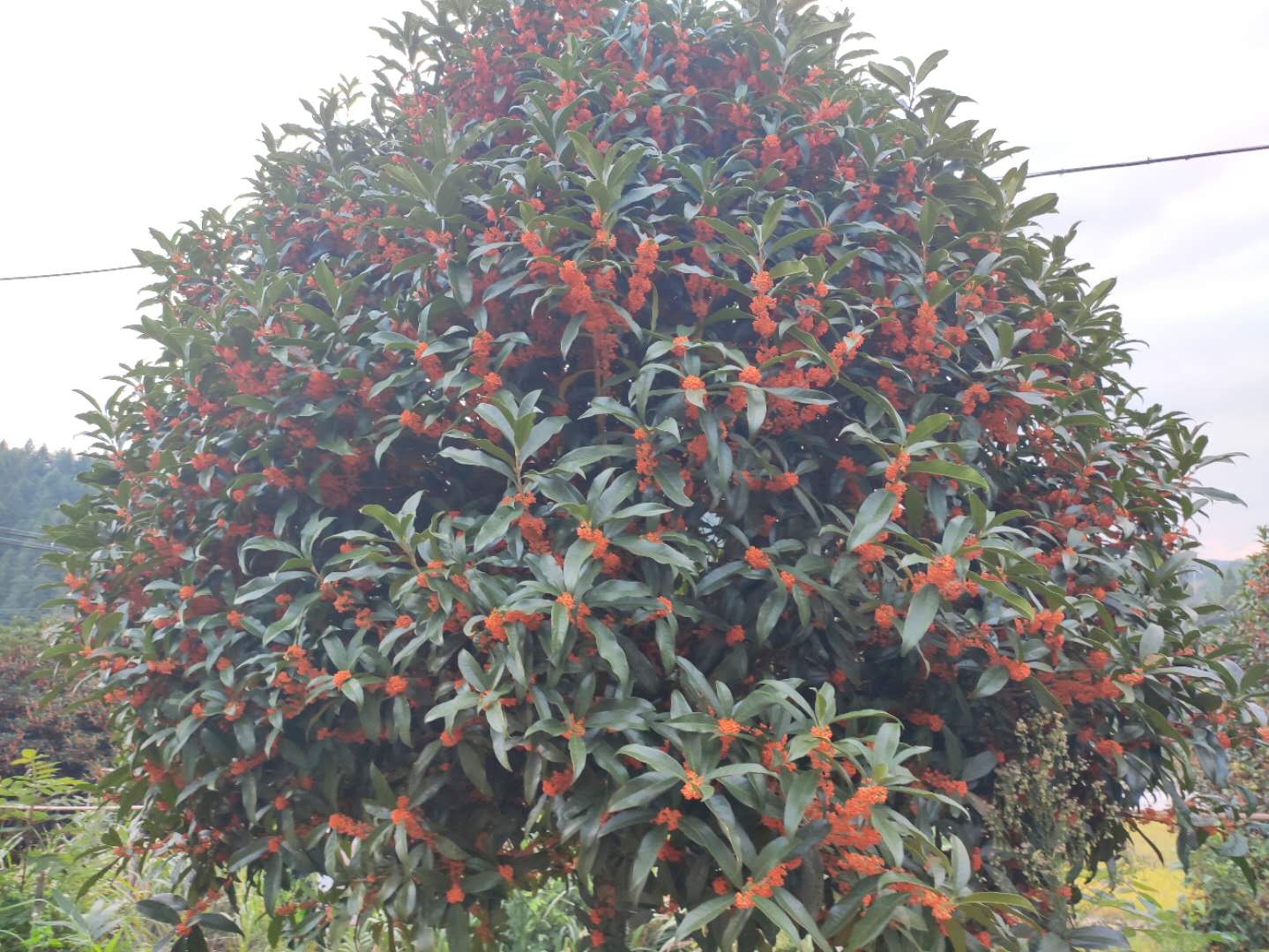 福建南平市浦城县丹桂之乡,桂花朵朵盛开,飘香万里