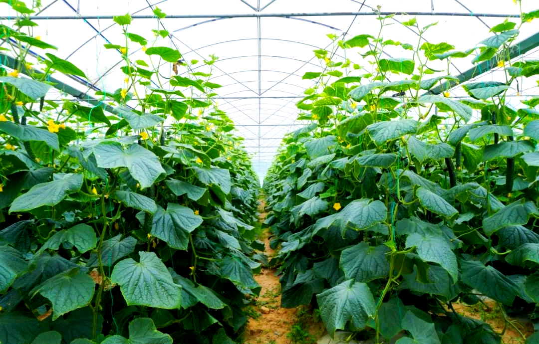 平浪镇大棚黄瓜丰收,书写致富新篇章